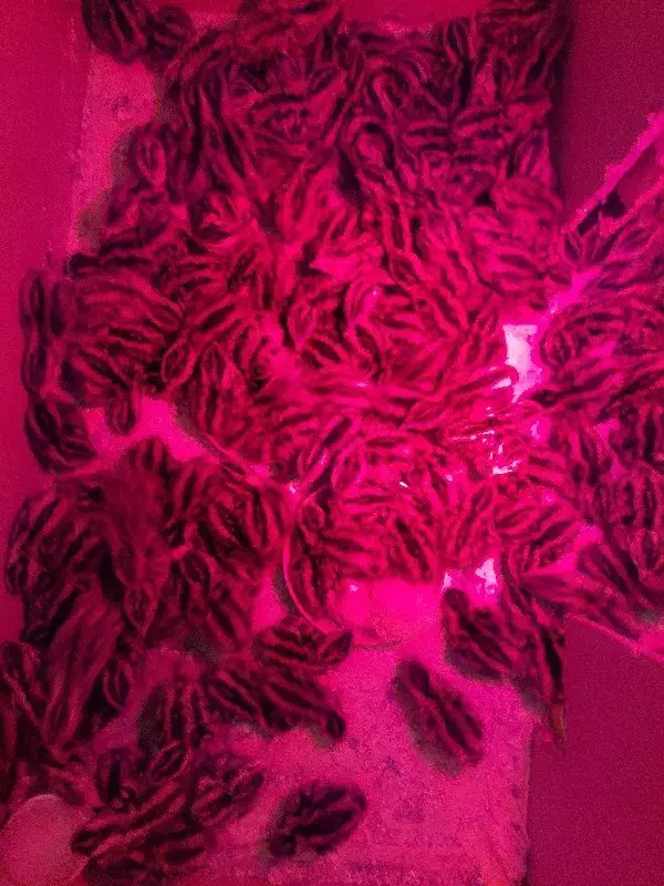 جوجه بلدرچین|حیوانات مزرعه|شیراز, کوشک میدان|دیوار