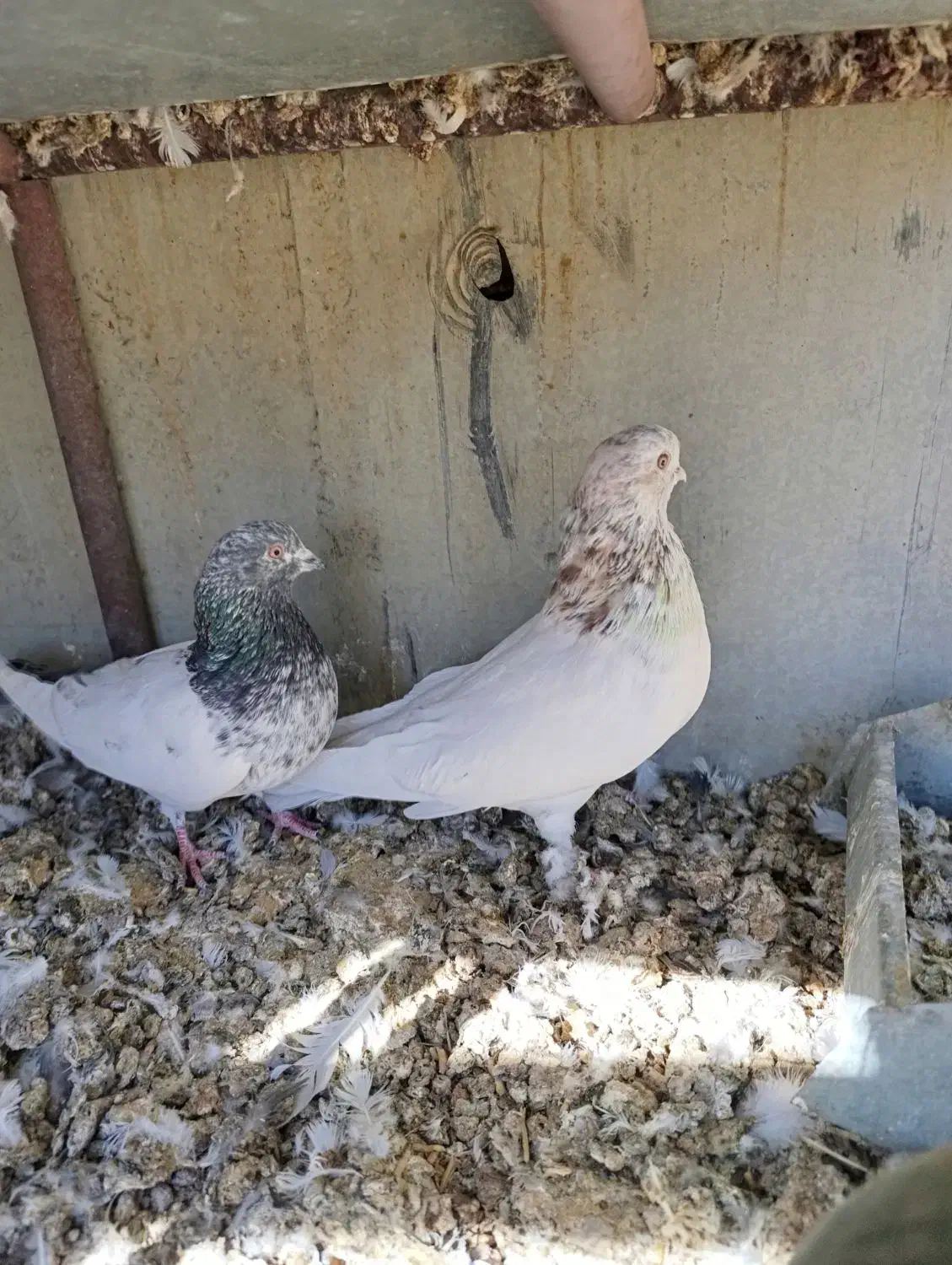 دوتا نر|پرنده|داران, |دیوار