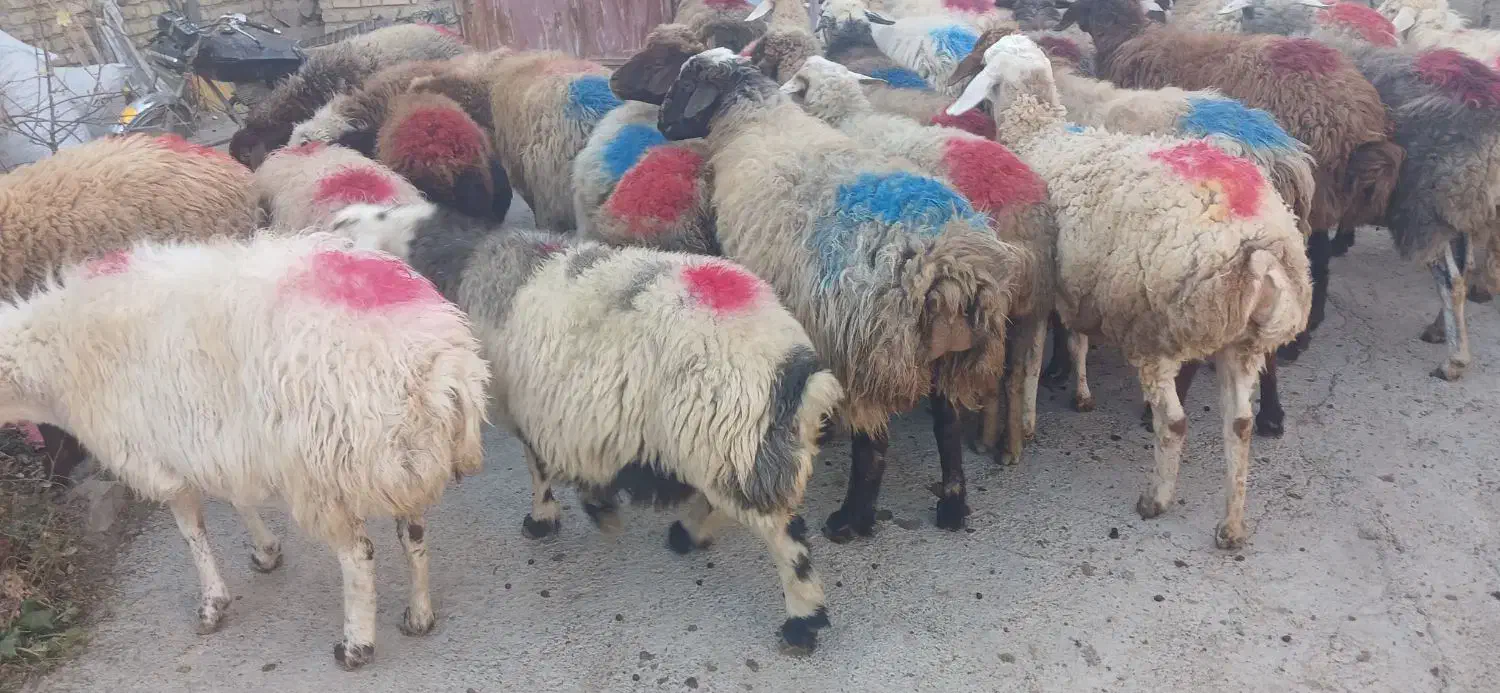 ۲۸ راس میش جوان همه ابستن باب مالداری|حیوانات مزرعه|گلبهار, نوبهار|دیوار