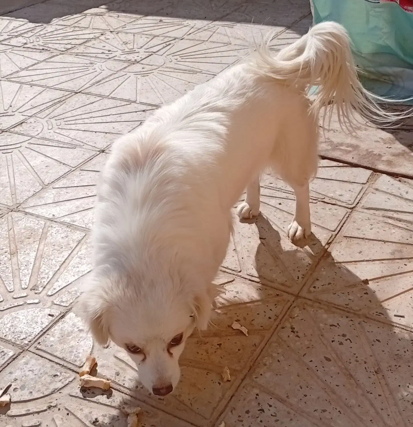 سگه پا کوتاه|سگ|مهدی شهر, |دیوار