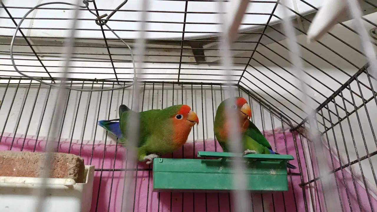 طوطی برزیلی|پرنده|بندر امام خمینی, |دیوار