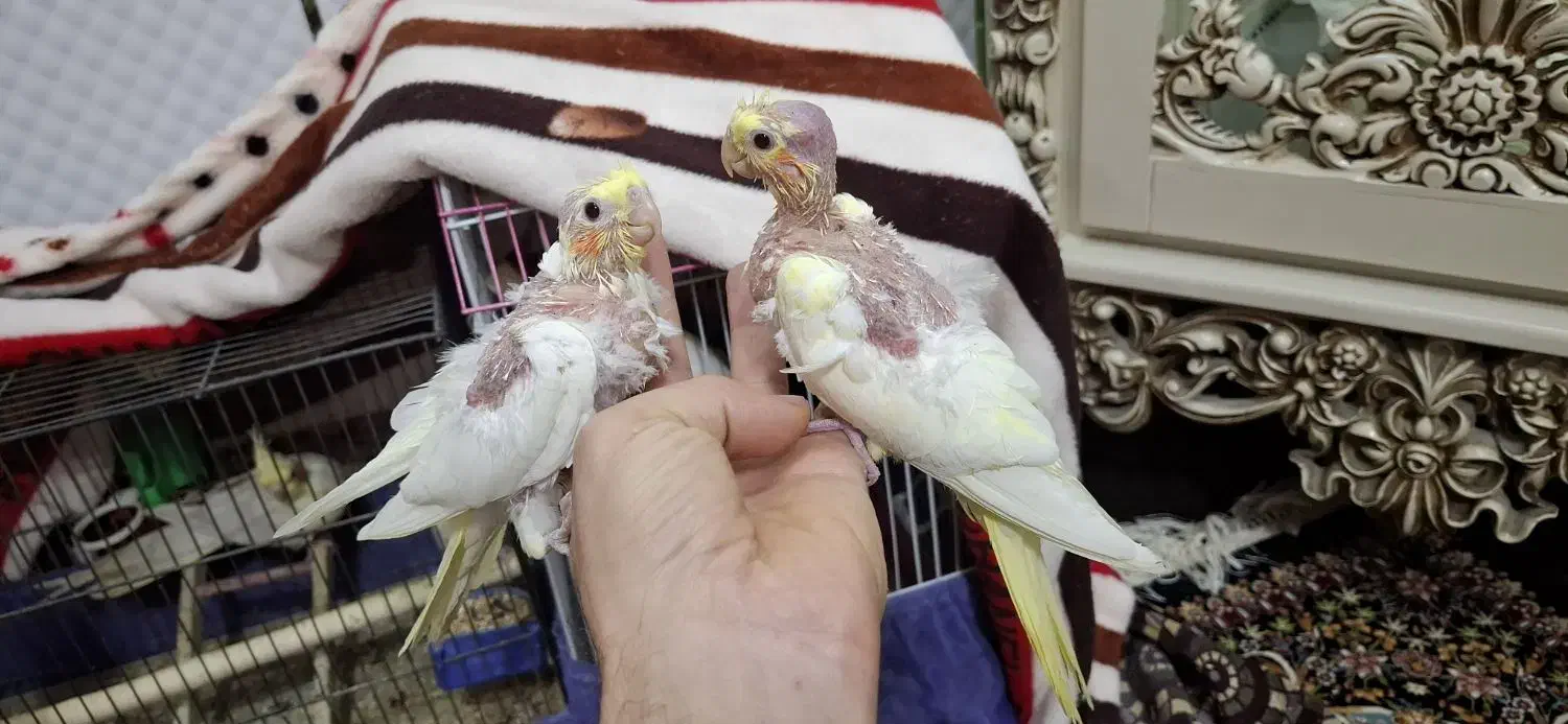 جوجه عروس|پرنده|دزفول, |دیوار