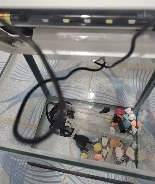 آکواریوم|ماهی|ساری, |دیوار