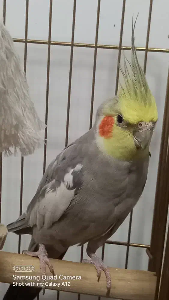 یک عدد عروس هلندی|پرنده|قم, انسجام|دیوار