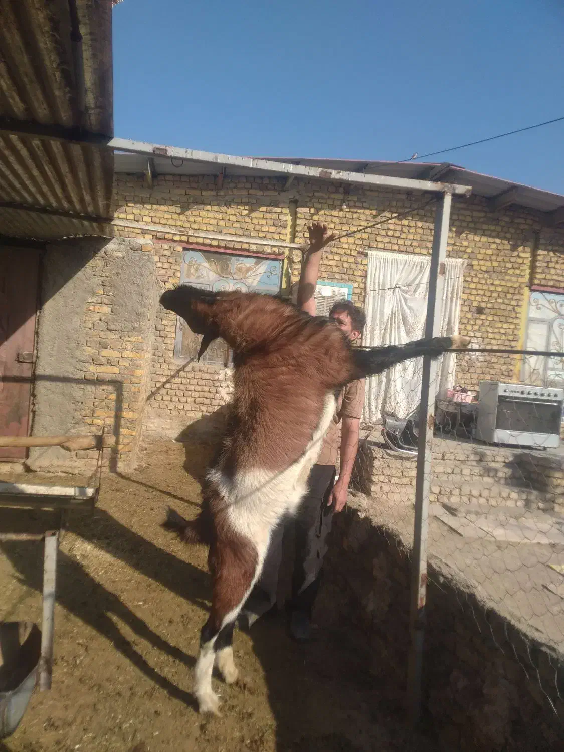 نربز جوان الپاین|حیوانات مزرعه|رضویه, |دیوار