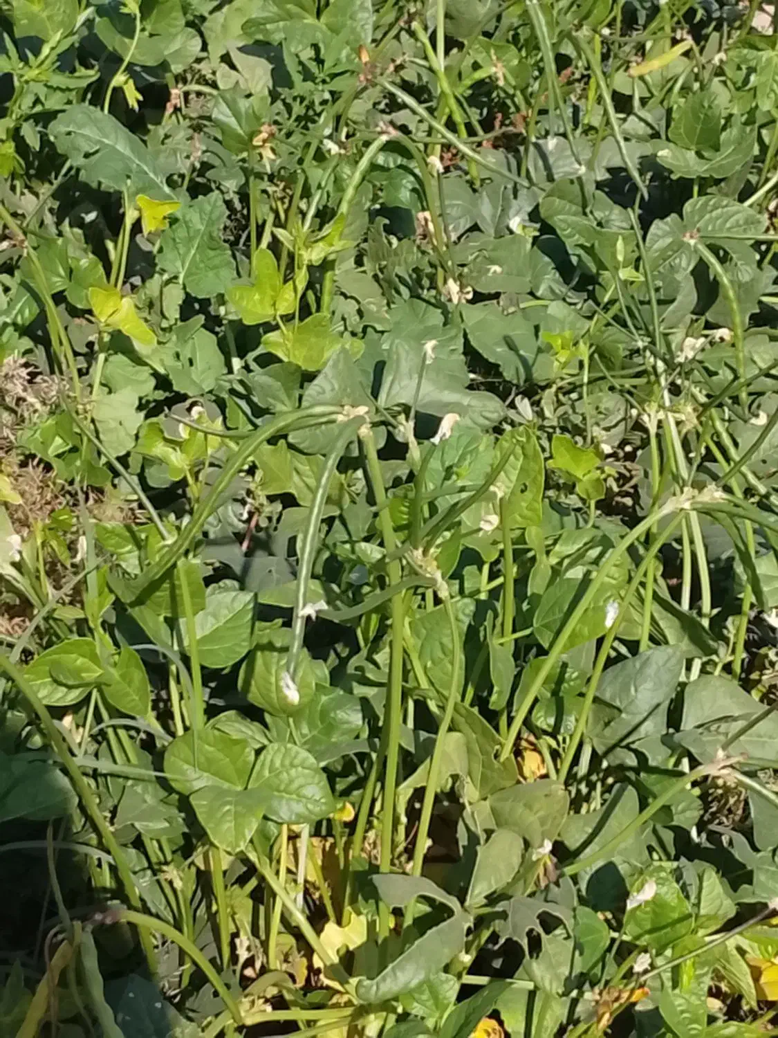 لوبیا سبز ارگانیک|خوردنی و آشامیدنی|چرام, |دیوار