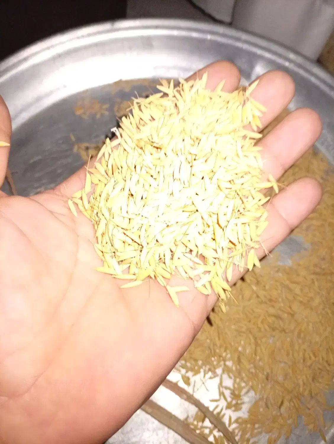 تخم جو درجه یک|فعالیت داوطلبانه|رودسر, |دیوار