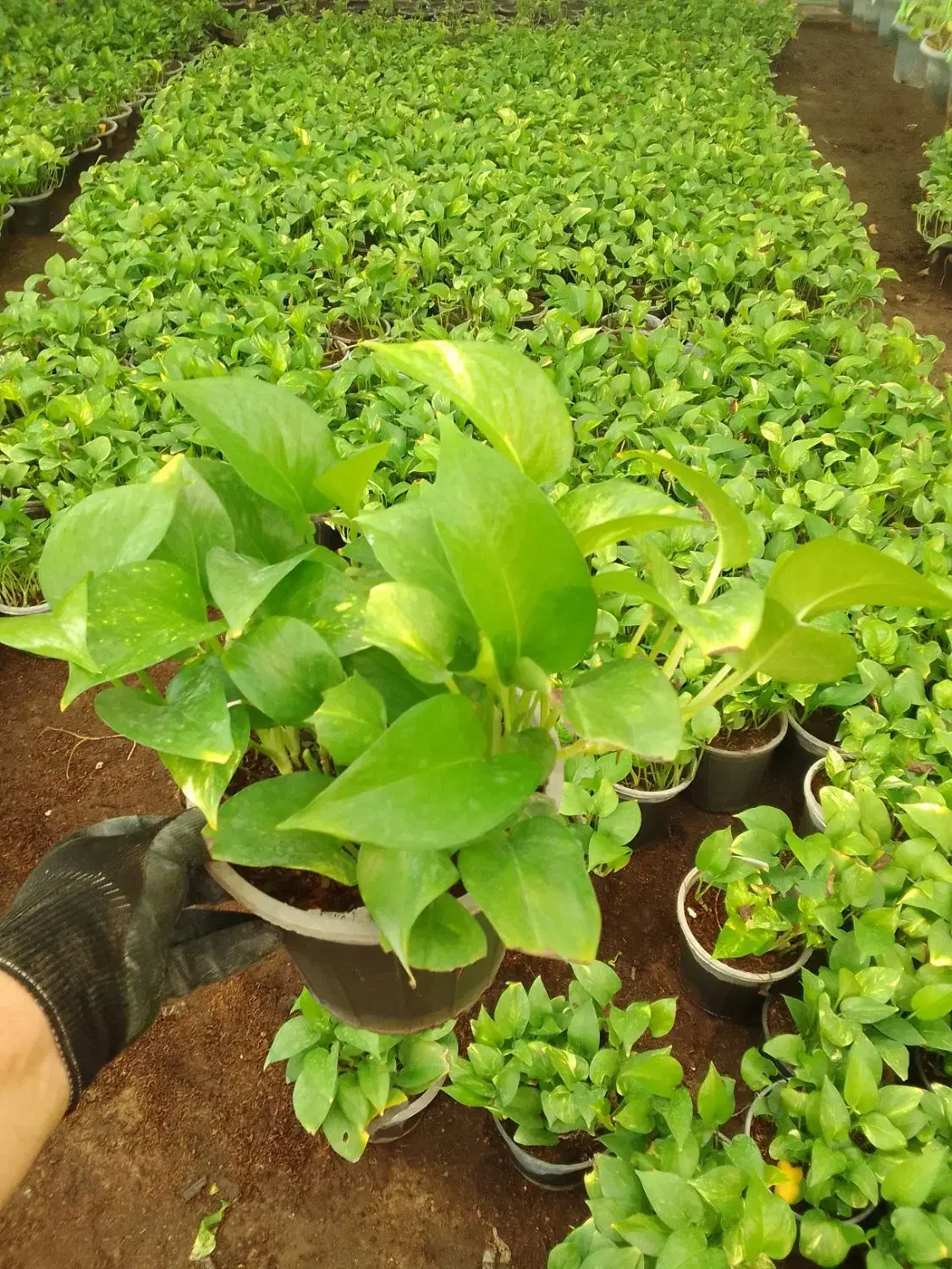 تولیدی گلهای اپارتمانی|گل و گیاه طبیعی|قرچک, صالح آباد|دیوار