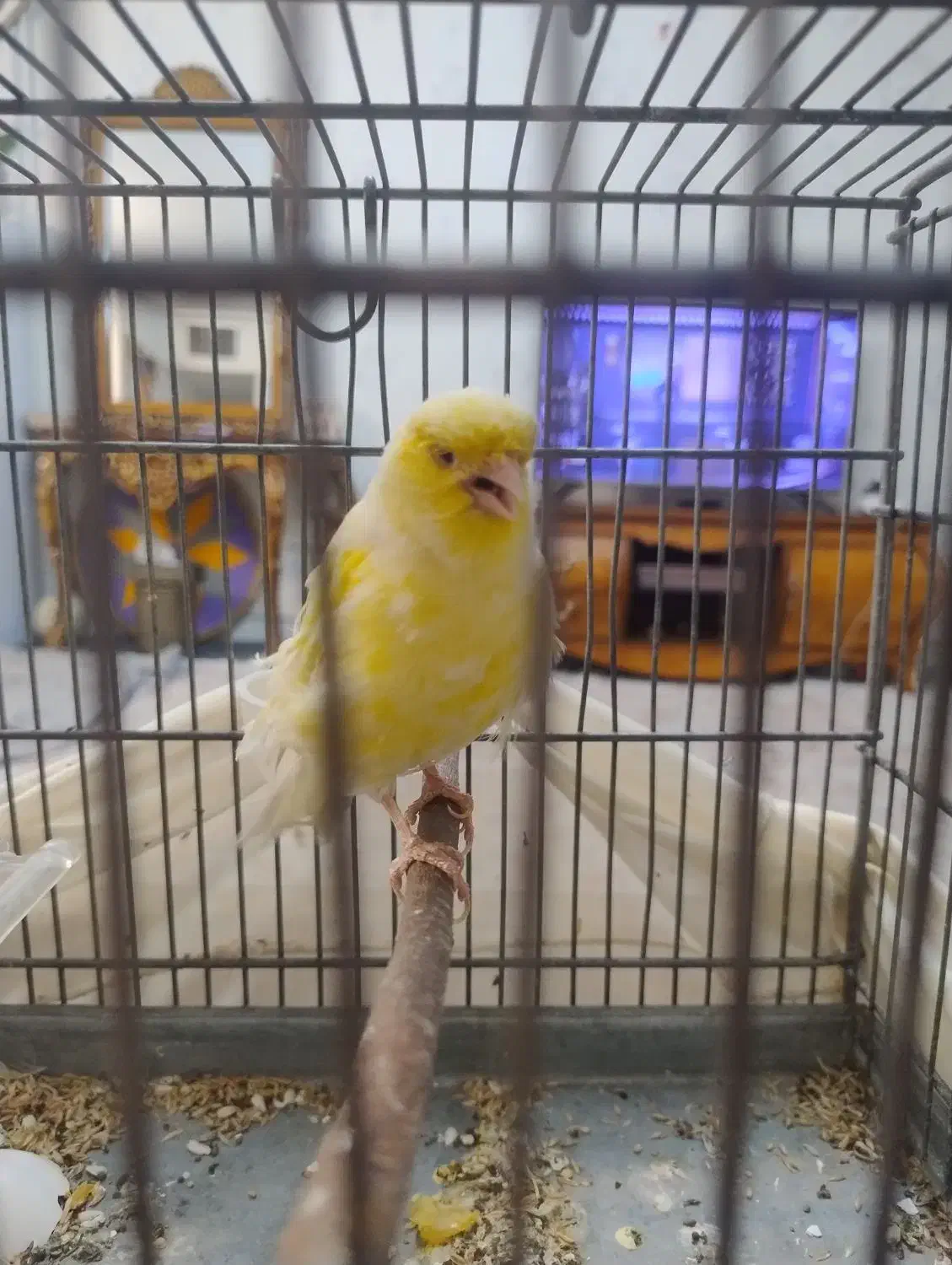 قناری ماده آماده آماده ،طلایی نژاد کرست اروپایی|پرنده|ری, شهید بهشتی|دیوار