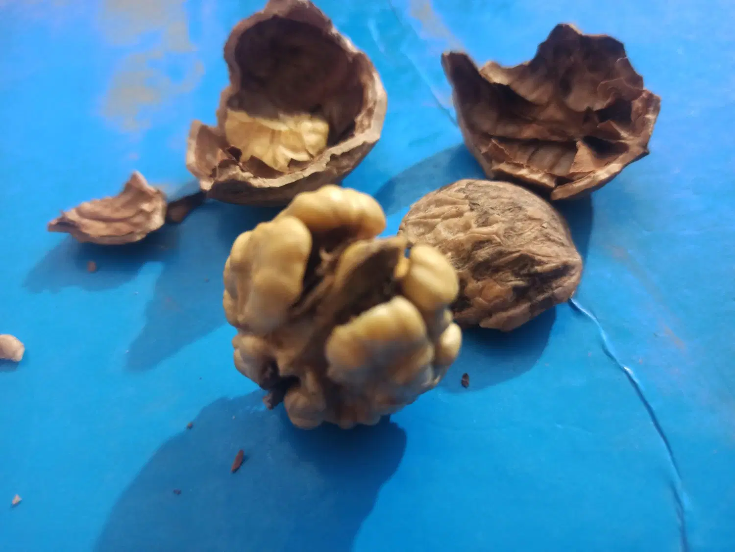 گردو|خوردنی و آشامیدنی|یاسوج, |دیوار