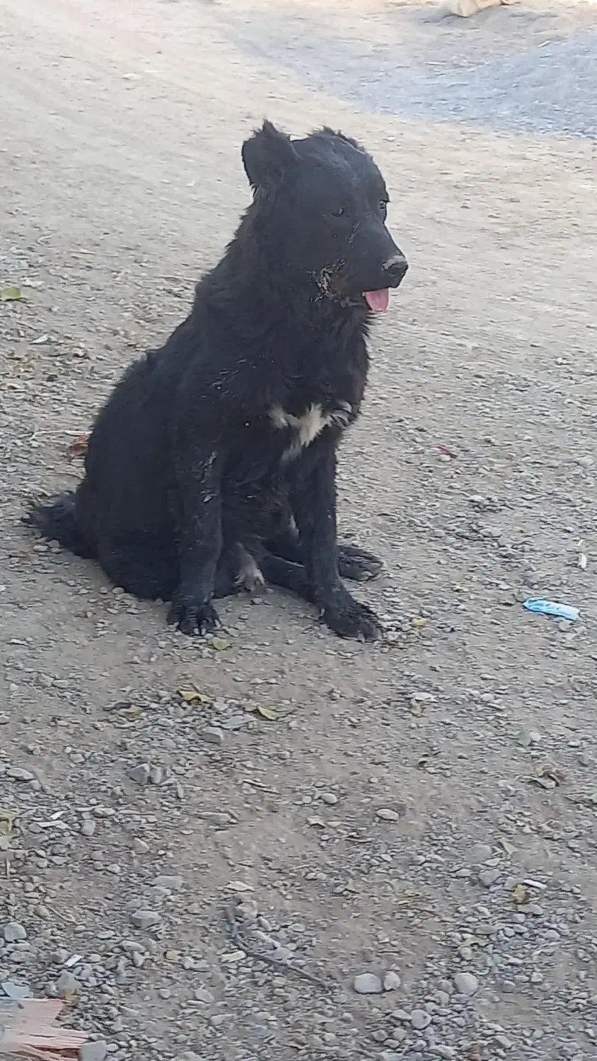 سگ نر ۱۱ماهه دم قر|سگ|نجف‌آباد, کهریزسنگ|دیوار