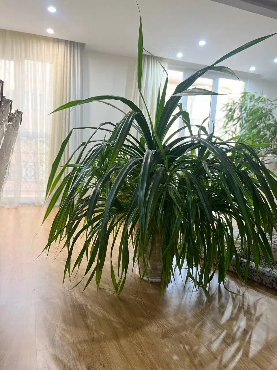 گل طبیعی|گل و گیاه طبیعی|کرج, کوی کارمندان شمالی|دیوار