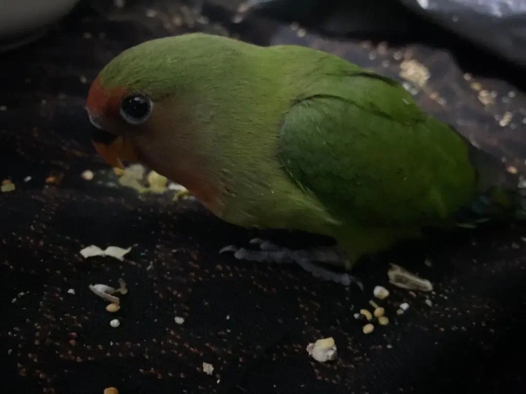 فروش طوطی برزیلی|پرنده|اهواز, کوی صادقیه|دیوار