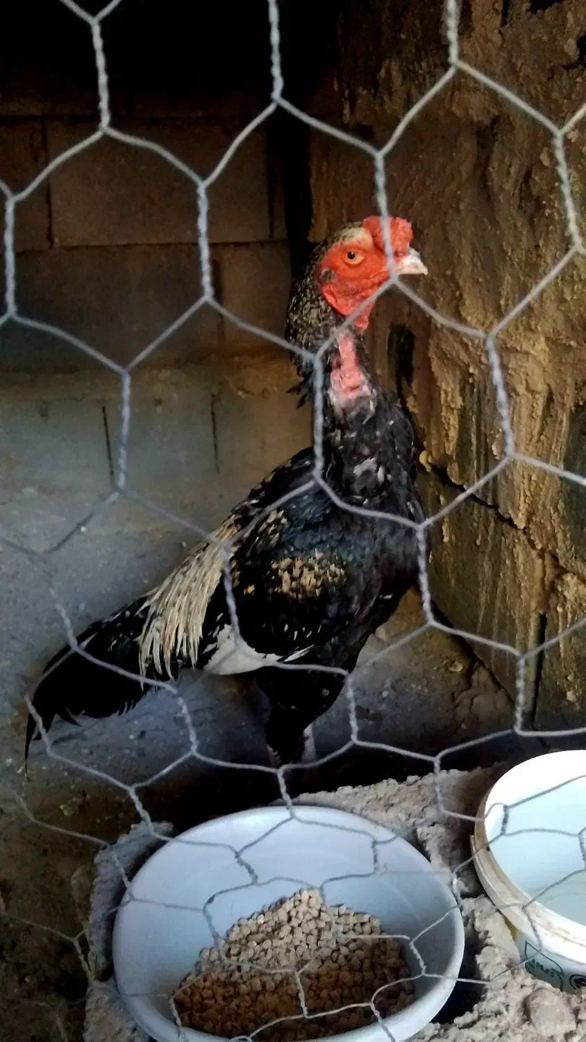 دوتا خروس|حیوانات مزرعه|رودان, |دیوار