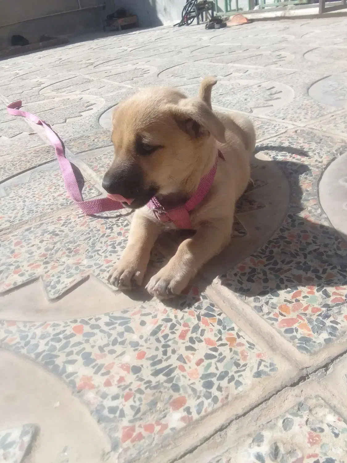 سگ خارجی فروشی ماده|سگ|صحنه, |دیوار