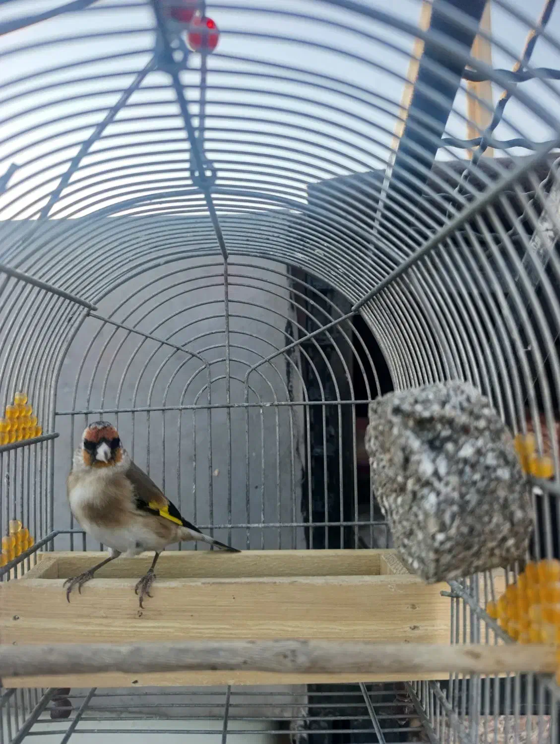 سهره دورگ سرسیاه|پرنده|فسا, |دیوار