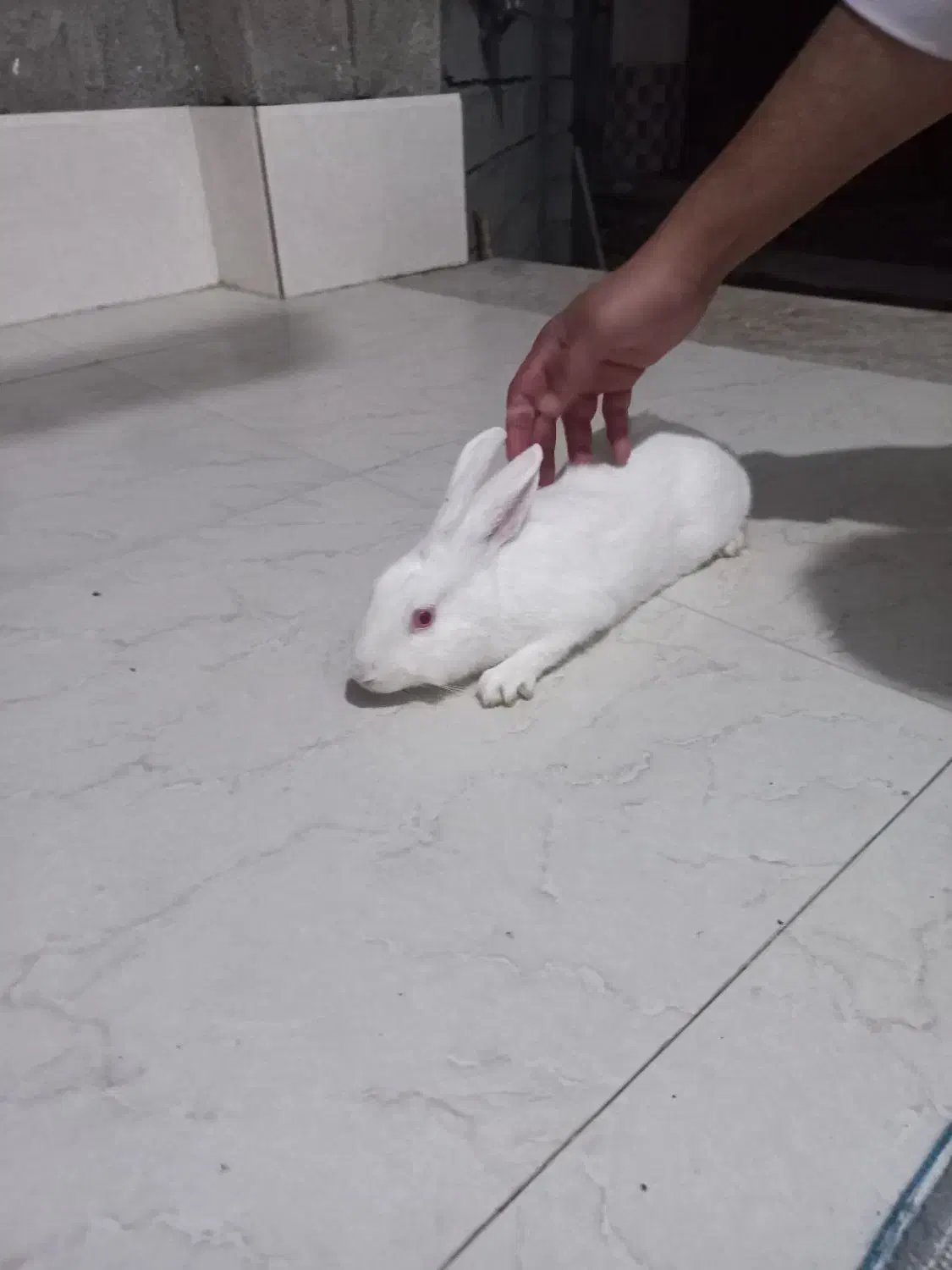 خرگوش نر و ماده|موش و خرگوش|گمیشان, |دیوار