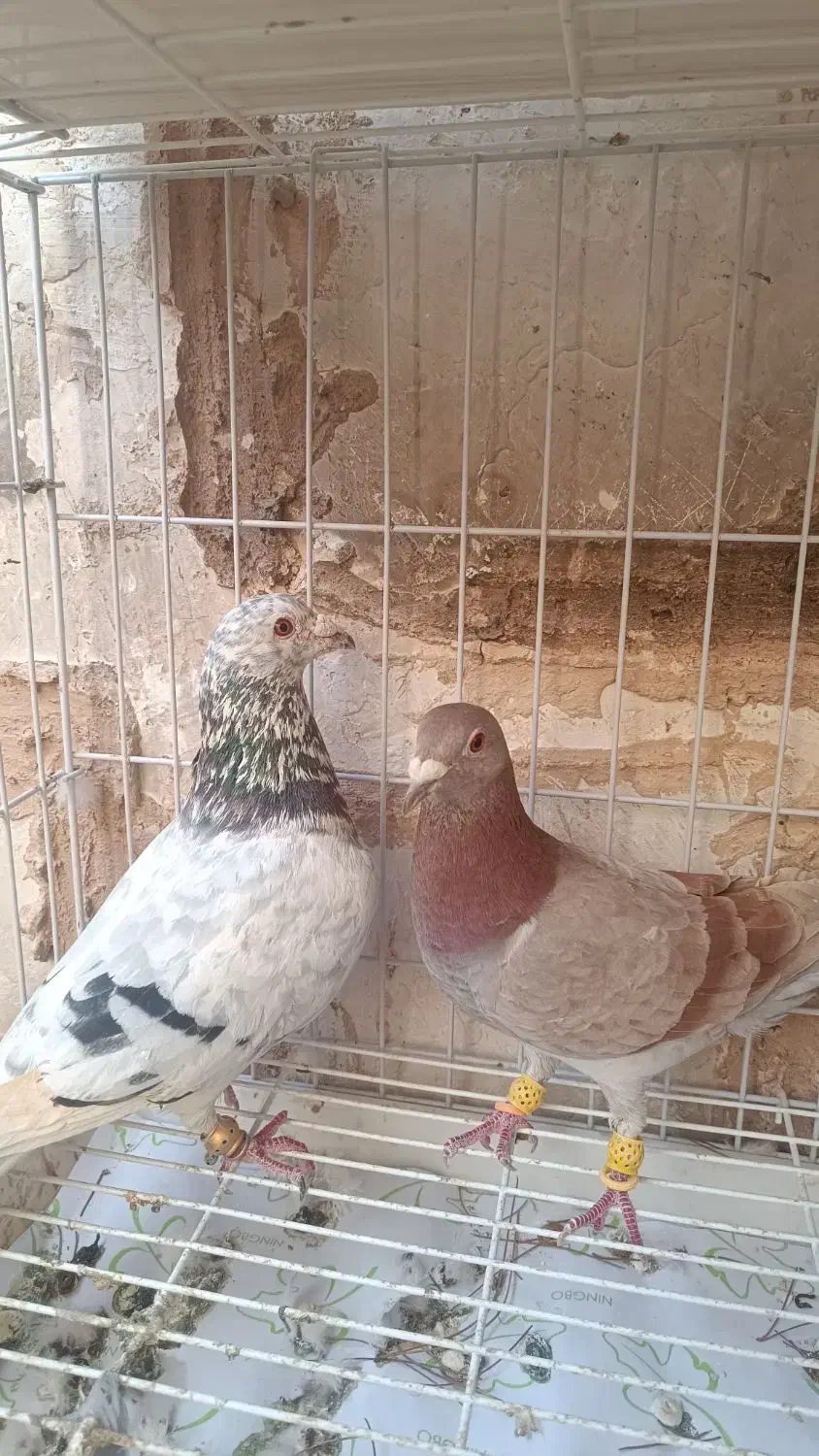 کبوتر|حیوانات مزرعه|بوئین زهرا, |دیوار