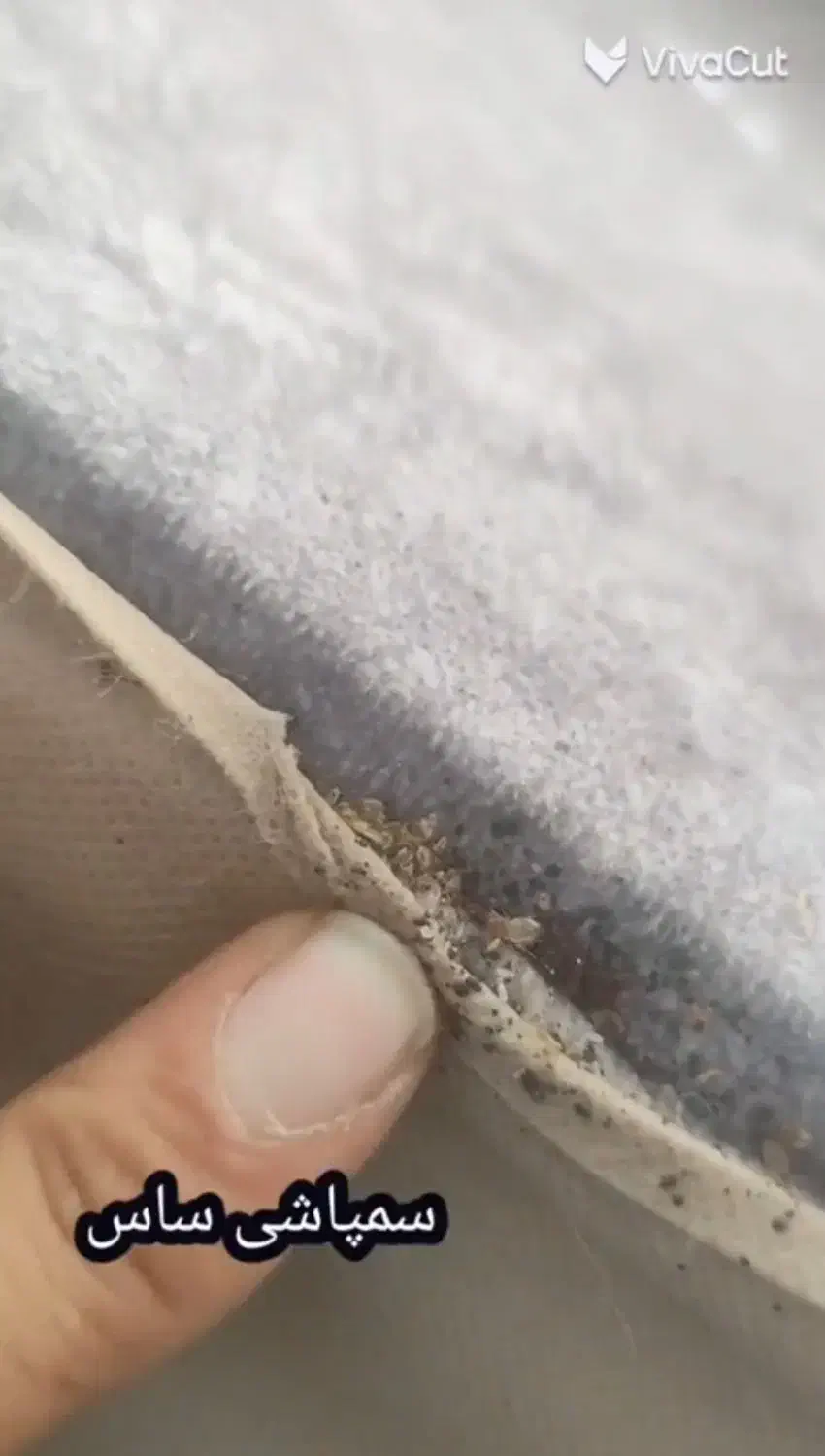 سمپاشی ۱۰۰/ تضمینی ساس سوسک کنه موش ( درمصلی وچمن)|خدمات نظافت|مشهد, کوی سیدی|دیوار