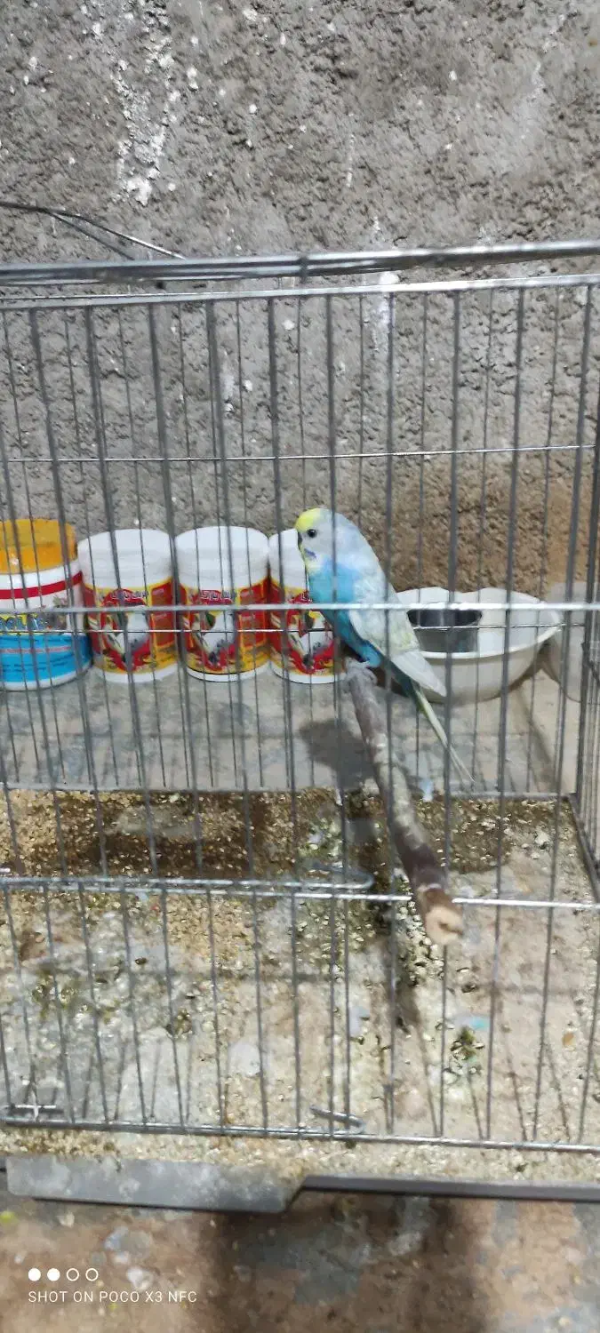 یک عدد مرغ عشق نر اسپانگل با قفس|پرنده|بندر گناوه, |دیوار