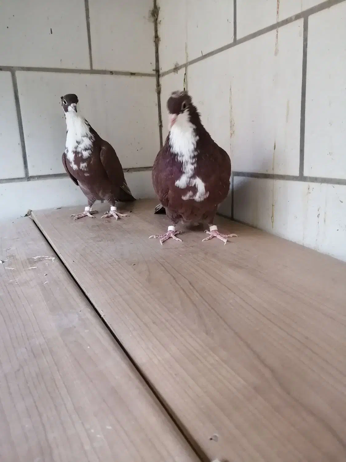 دوعدد جوجه رسمی سرخ کلاهی 8لقه|پرنده|کرمان, |دیوار