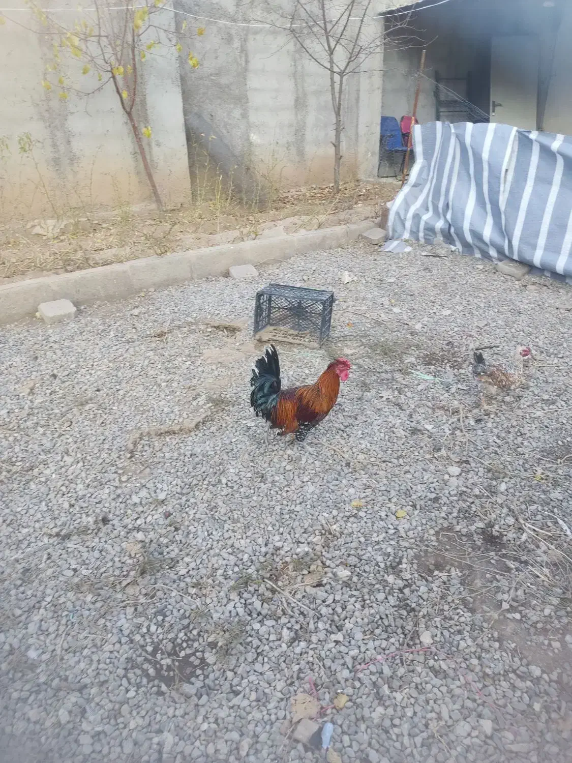 خروس گلین|حیوانات مزرعه|ماکو, |دیوار