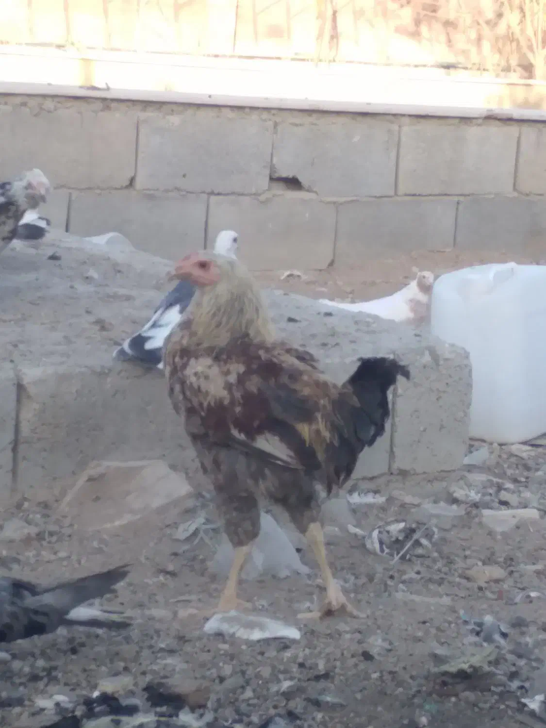 مرغ تخمگذار|حیوانات مزرعه|فولادشهر, A4|دیوار