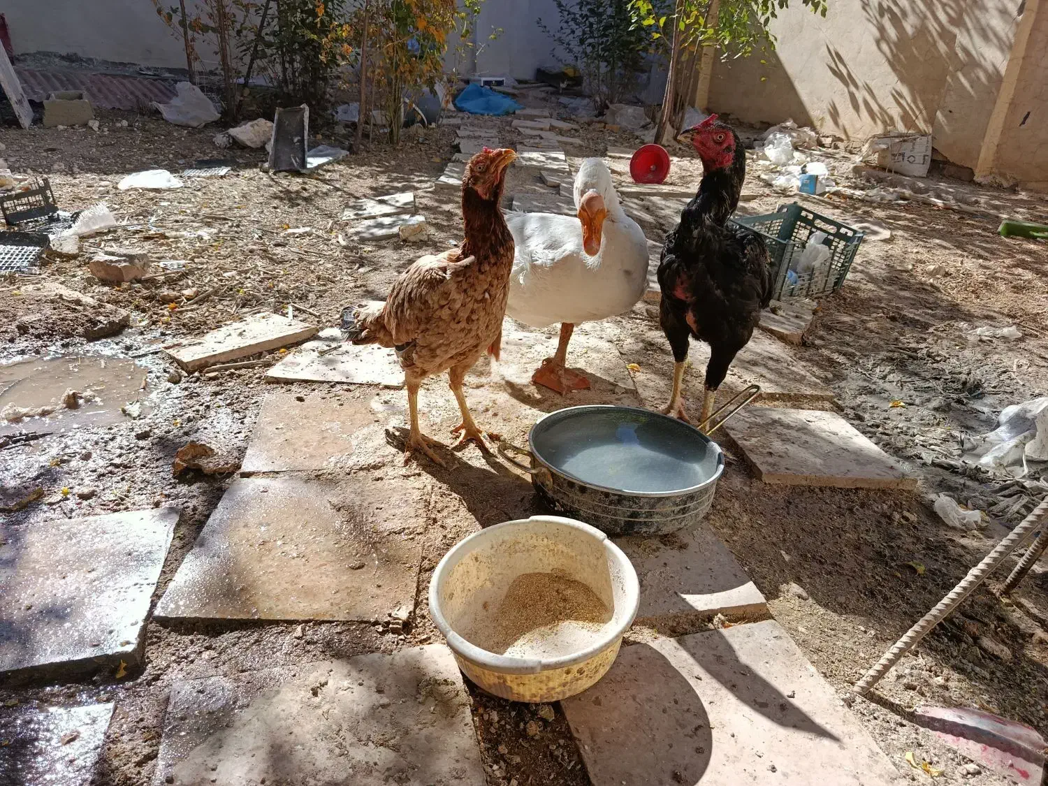 فروش لاری|حیوانات مزرعه|قیدار, |دیوار