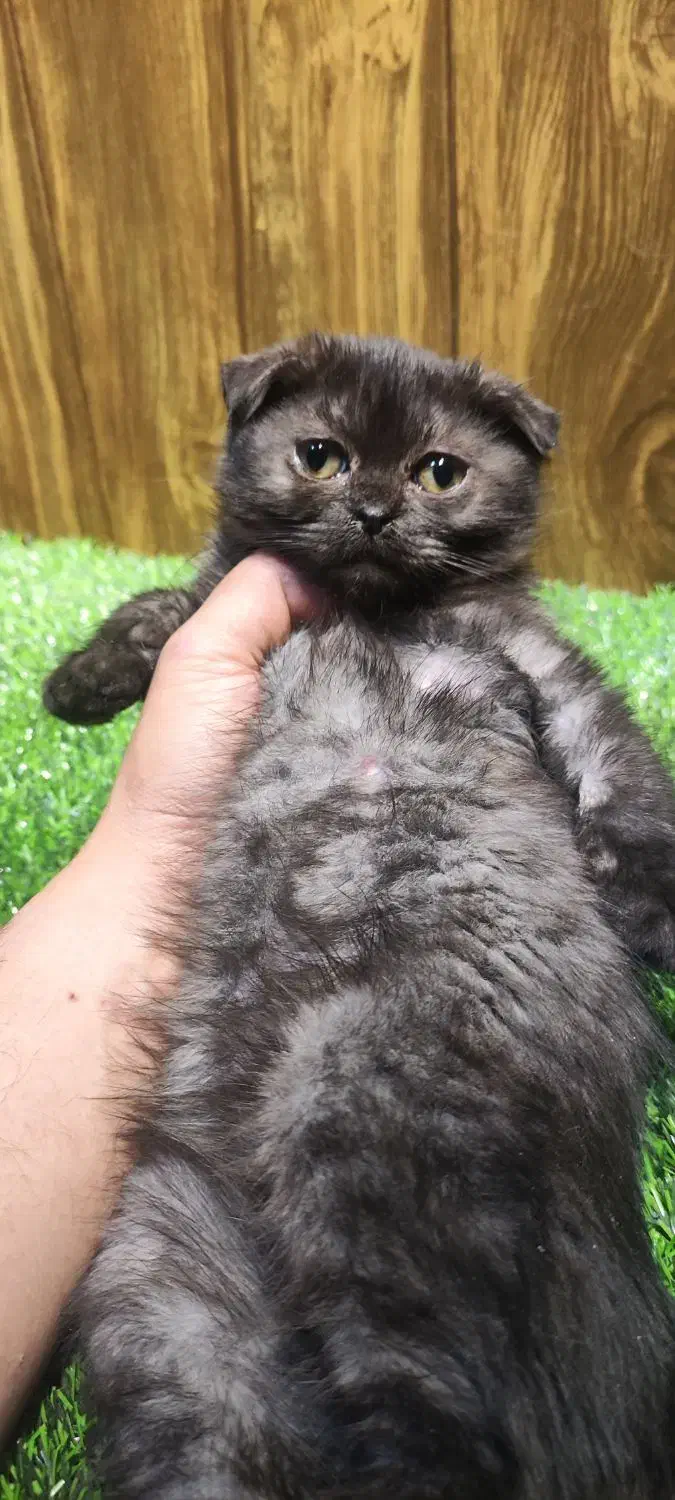 اسکاتیش قهوای|گربه|تهران, امام زاده عبدالله|دیوار