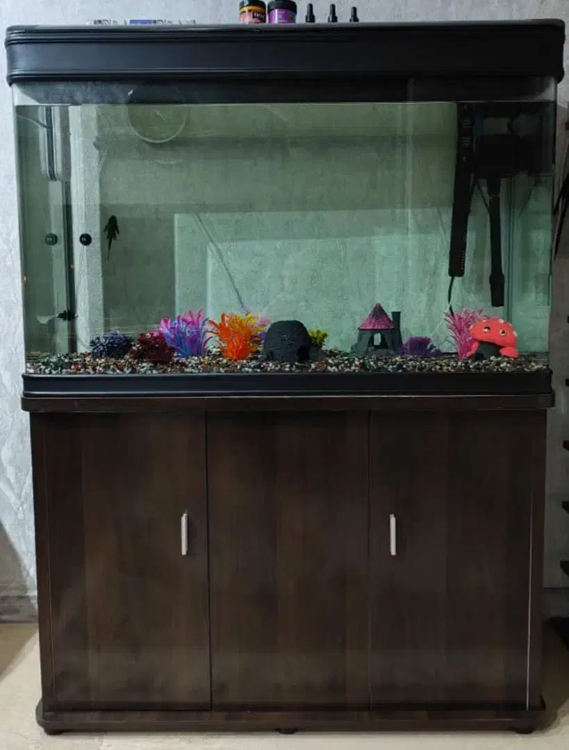 آکواریوم|ماهی|تهران, مهران|دیوار