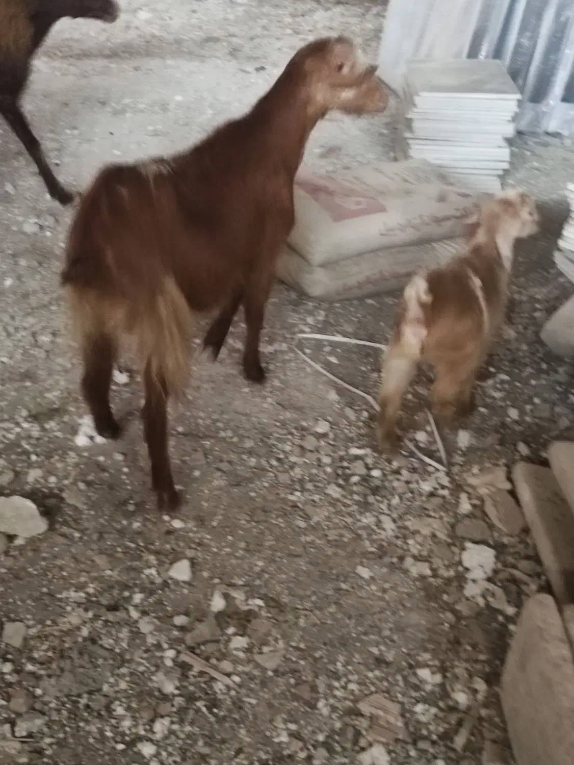 بزوبزقاله|حیوانات مزرعه|اردبیل, |دیوار