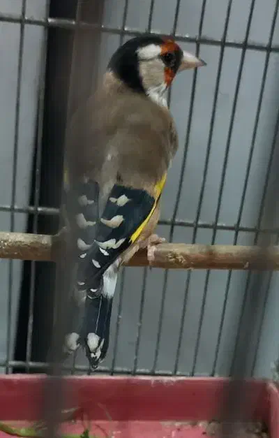 سهره جوجه و (جفتی )|پرنده|تهران, خاوران|دیوار