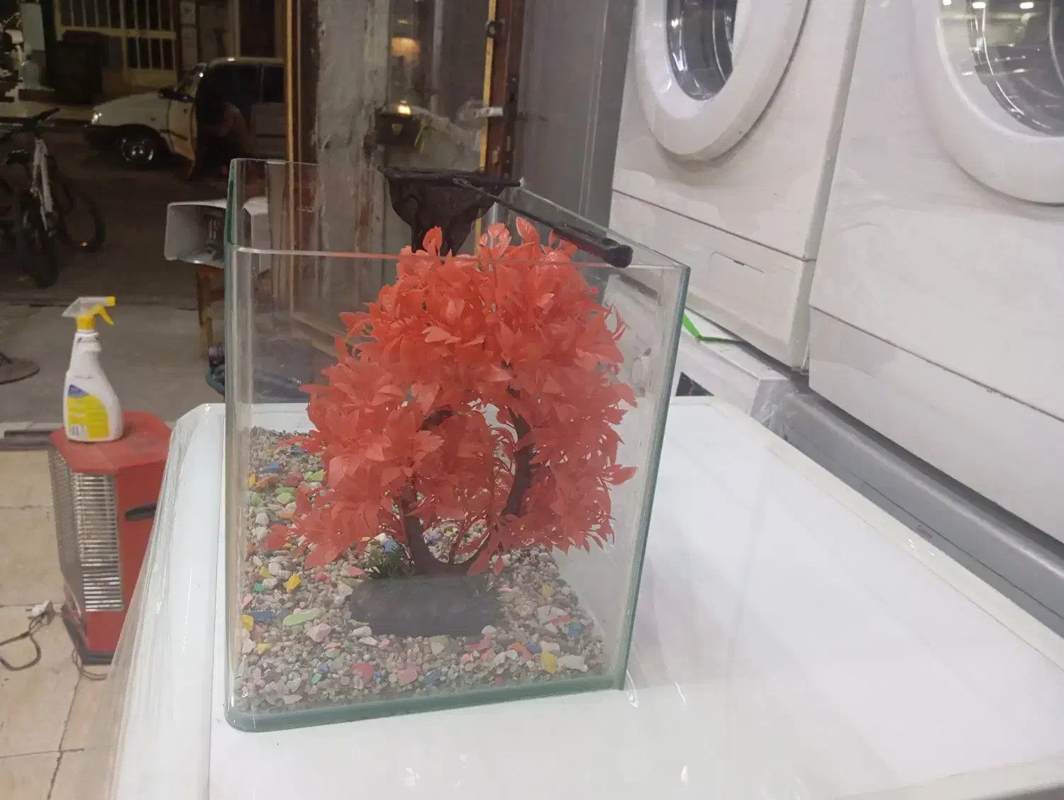 آکفاریوم|ماهی|نسیمشهر, |دیوار