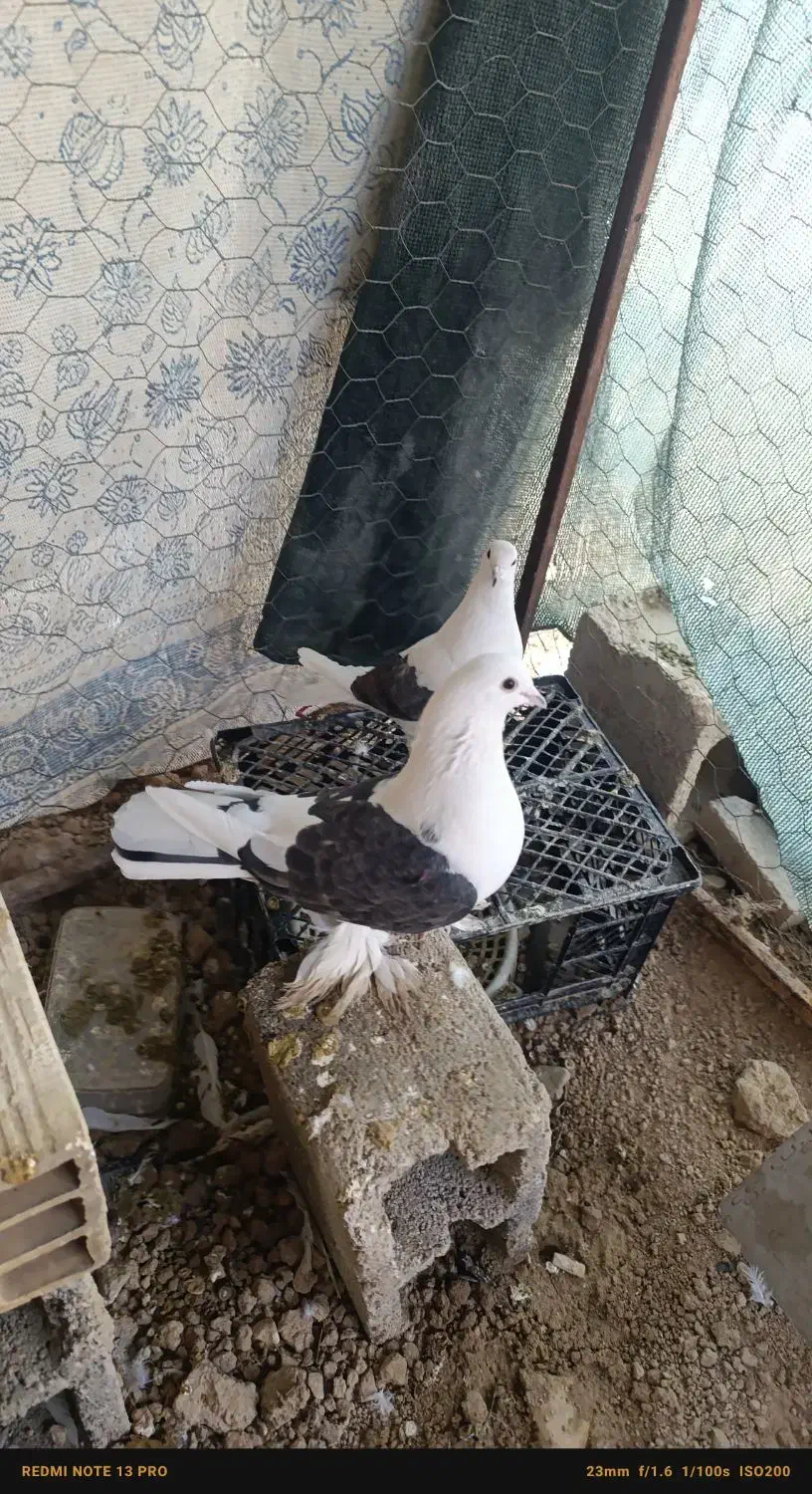 دوکت نر ماده جفت|پرنده|جم, |دیوار