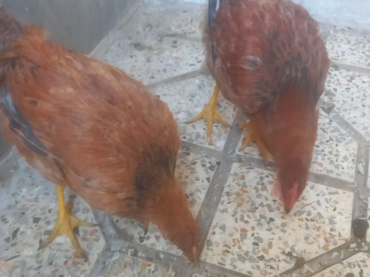 یک عدد مرغ و یک عدد خروس|حیوانات مزرعه|گلستان (تهران), |دیوار