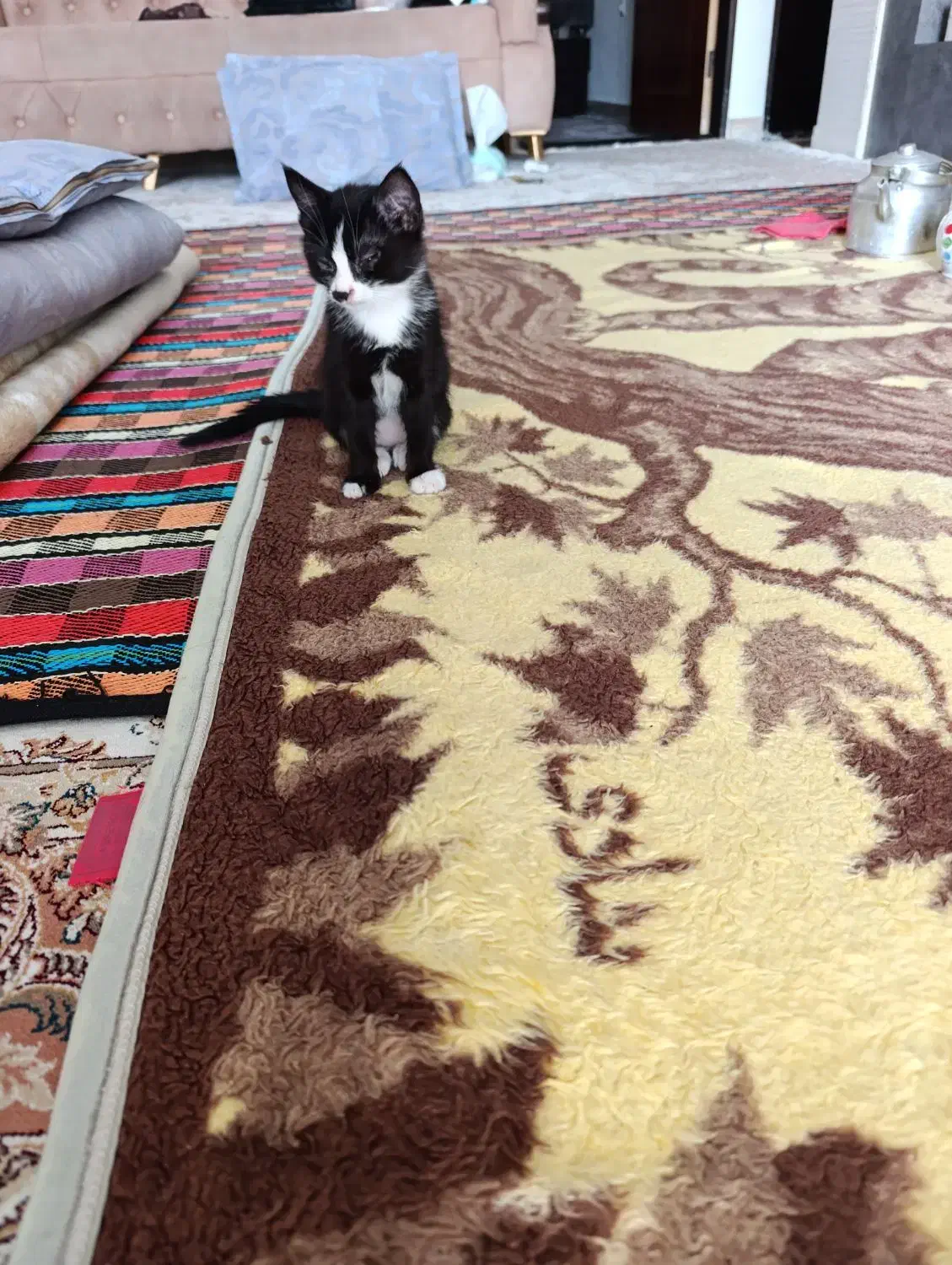 واگذاری بچه گربه|گربه|باسمنج, |دیوار