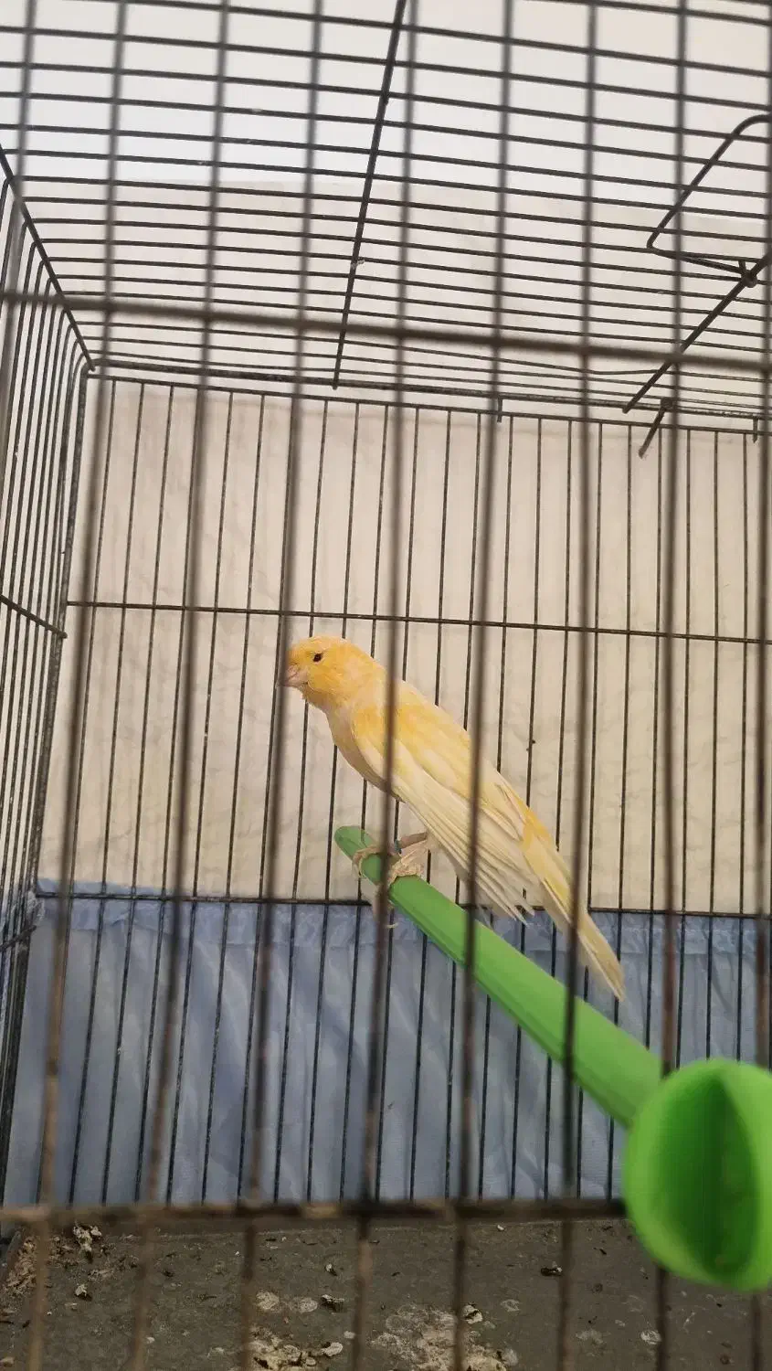 قناری رد فکتور درشت|پرنده|اسلامشهر, مظفریه|دیوار