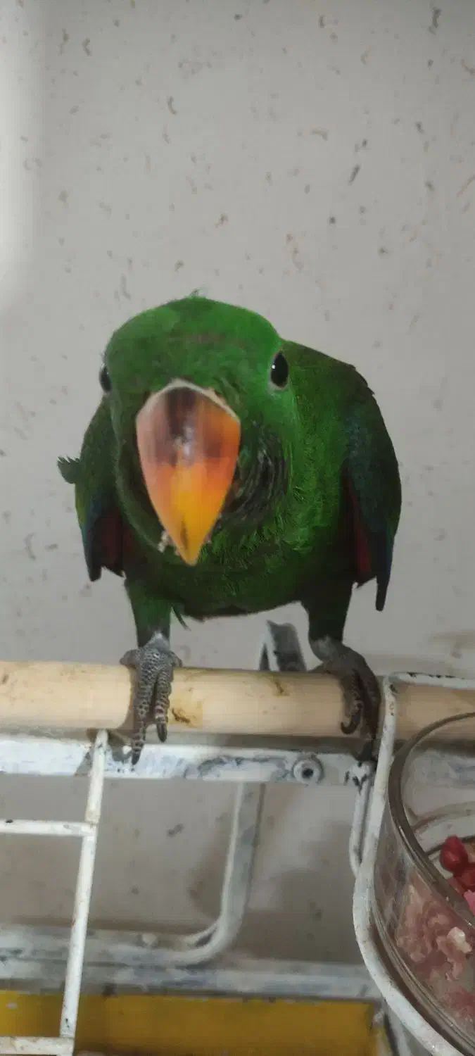 جوجه اکلکتوس|پرنده|بندر انزلی, نیمه شعبان|دیوار