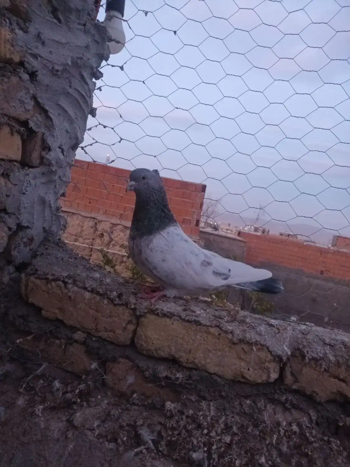 کله دم|پرنده|بجنورد, |دیوار