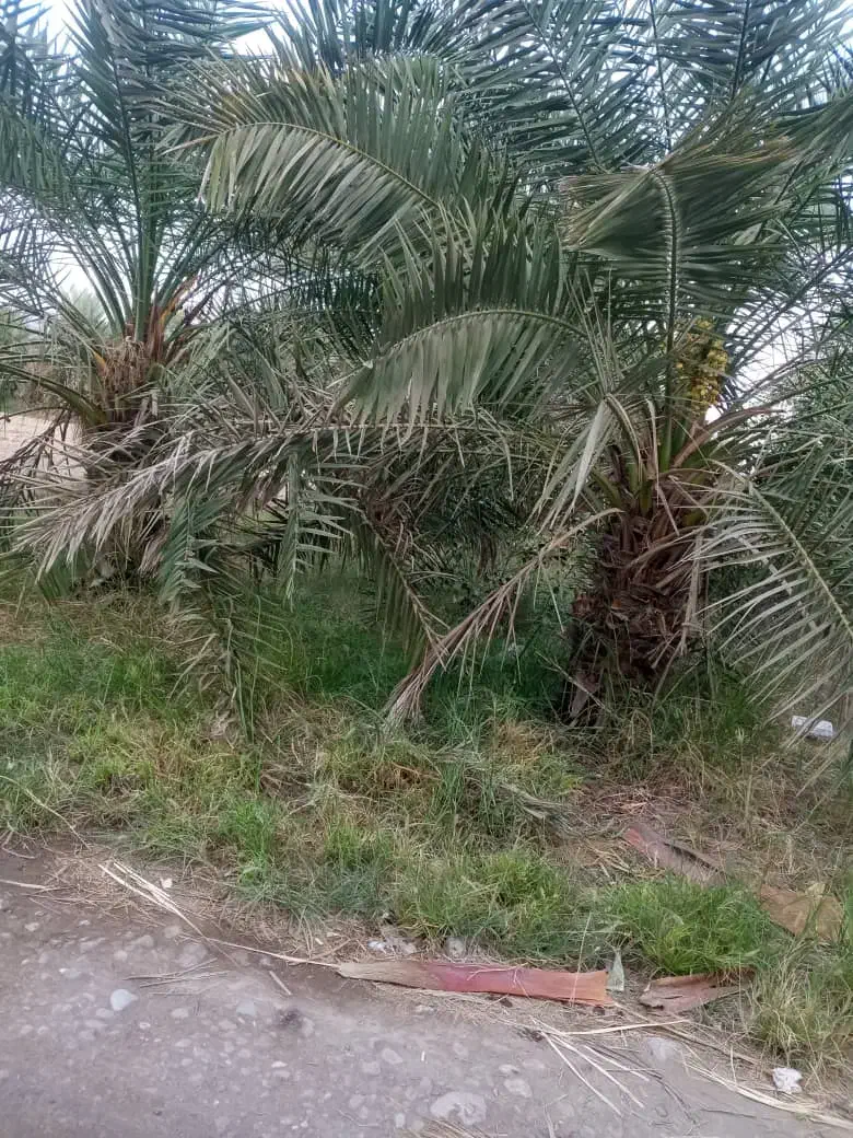 فروش نخل حلیلی|گل و گیاه طبیعی|میناب, |دیوار