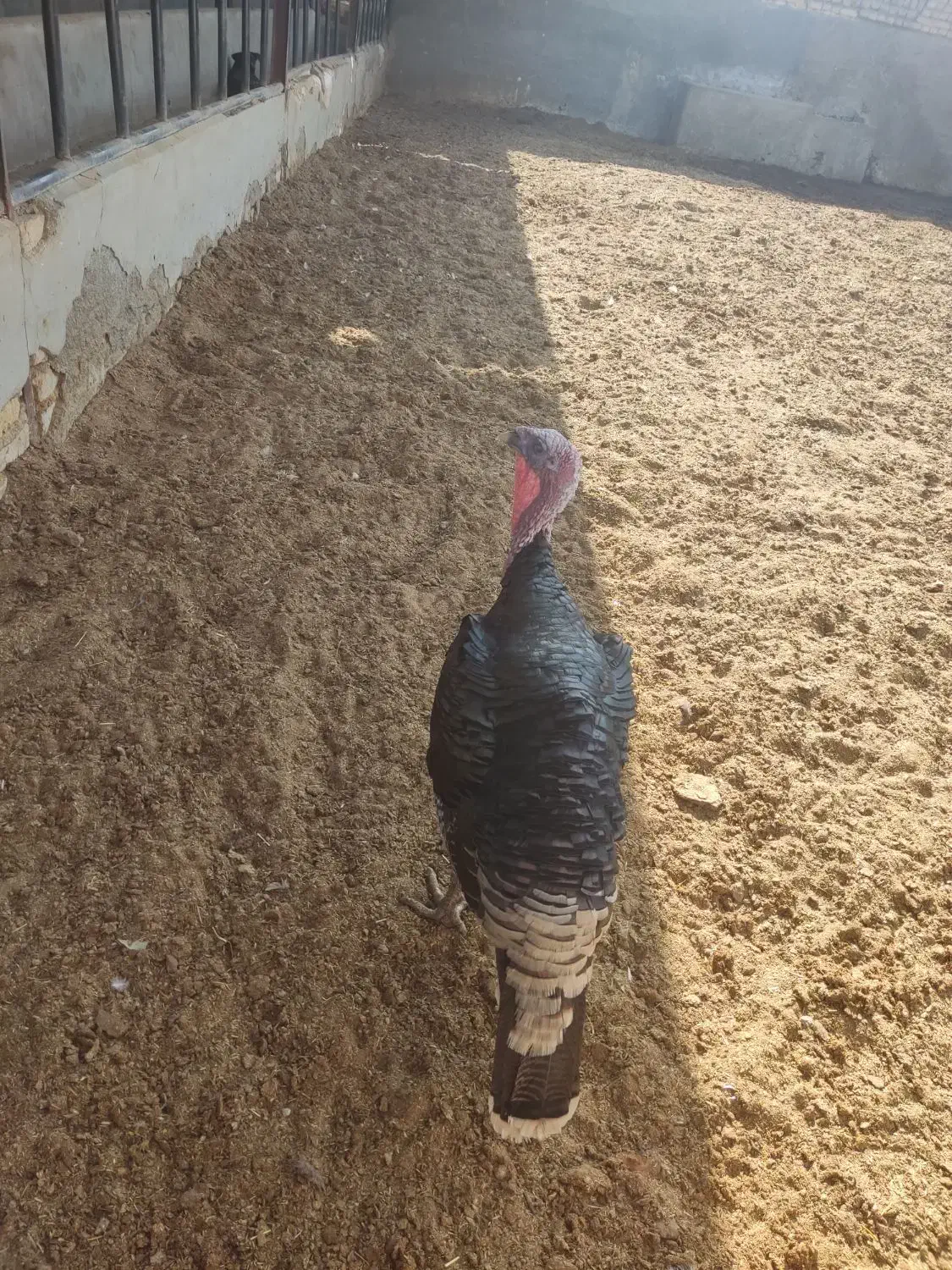 بوقلمون محلی|حیوانات مزرعه|سمنان, |دیوار