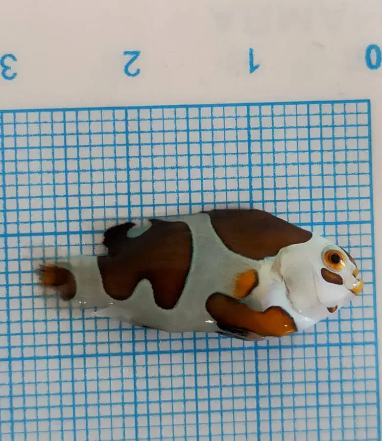 انواع دلقک ماهی آبشور|ماهی|تهران, جوادیه تهرانپارس|دیوار