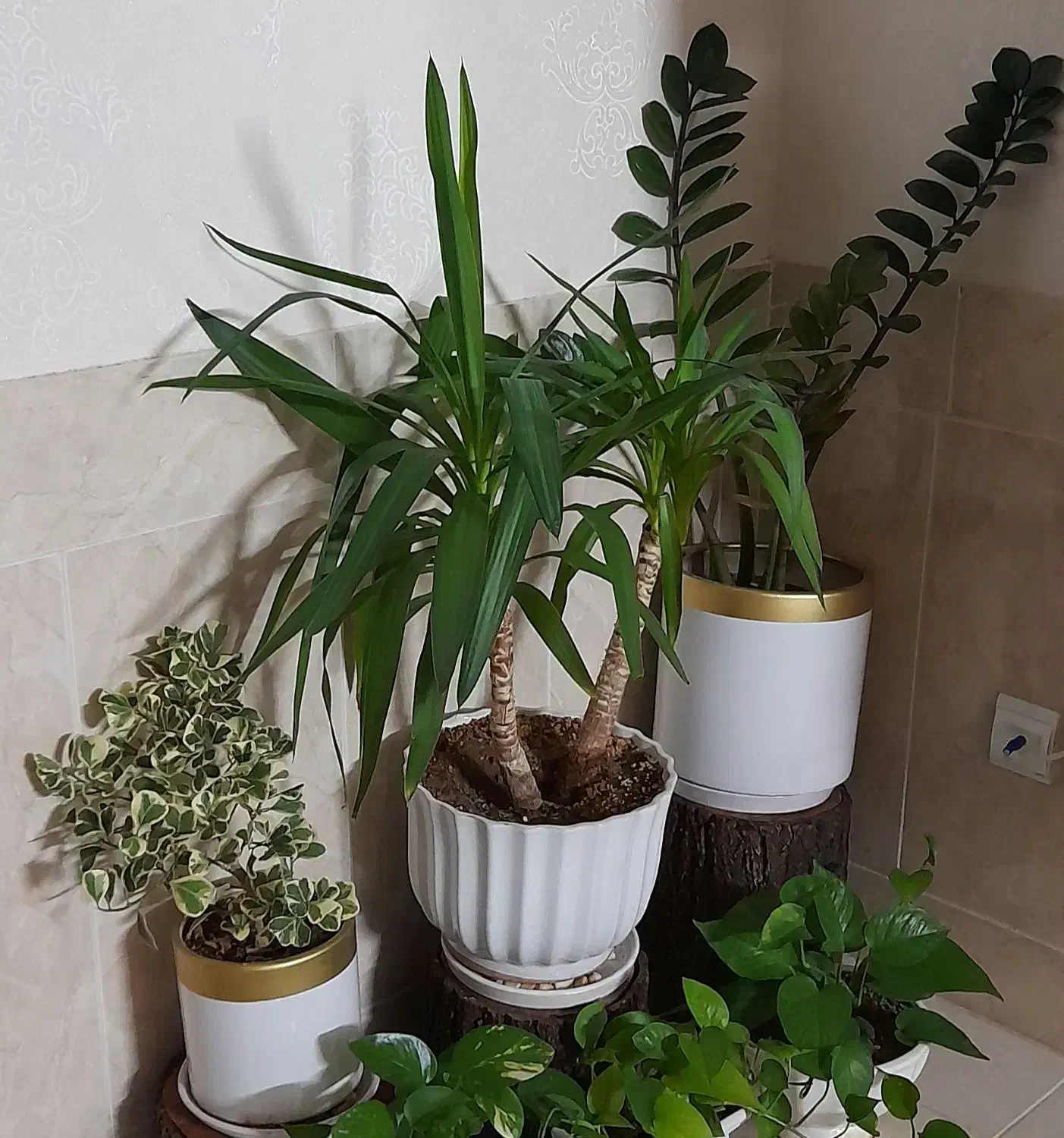 زاموفیلیا  یوکا    دلتا|گل و گیاه طبیعی|برخوار, |دیوار