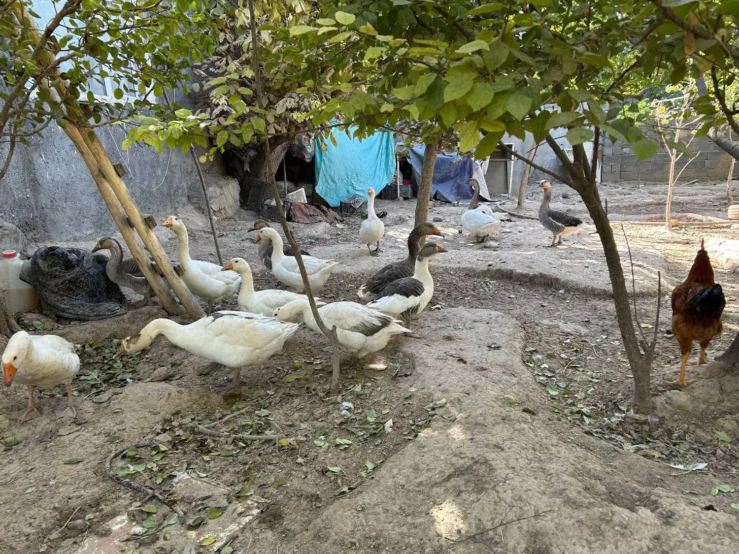 قو غاز|حیوانات مزرعه|مشهد, تبادکان|دیوار