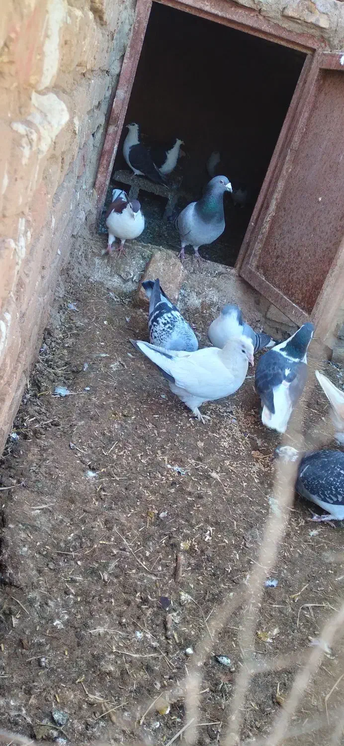 دمبی ماده|پرنده|کشکوئیه, |دیوار