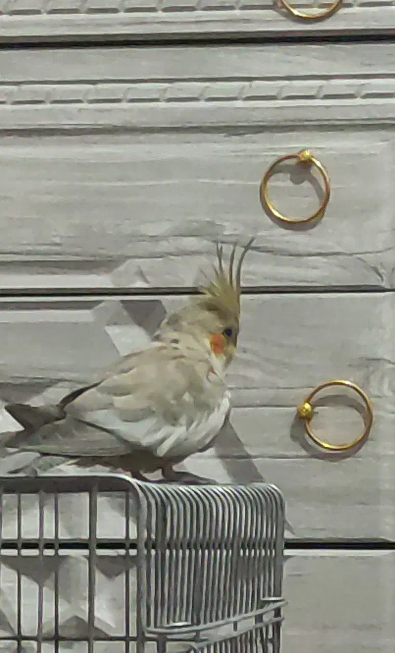 طوطی عروس من سمت مهرگان گل سرخ گم شده|پرنده|قزوین, |دیوار