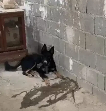 واگذاری|سگ|اندیشه, اندیشه فاز ۱|دیوار