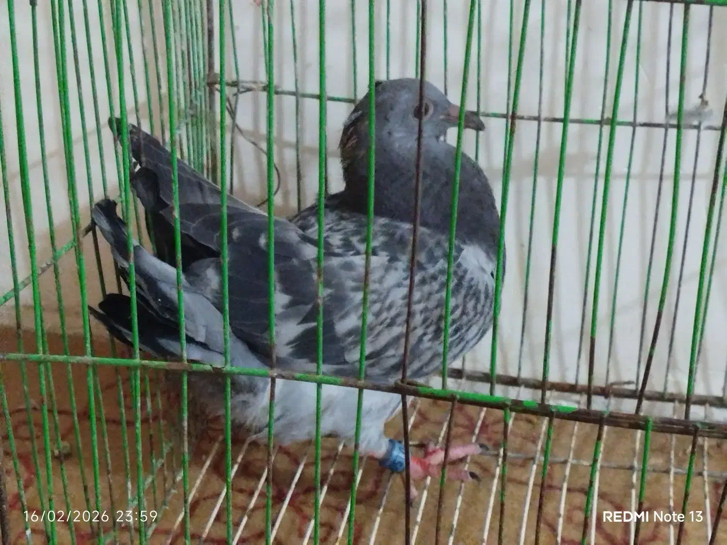 کبوتر|پرنده|خان ببین, |دیوار