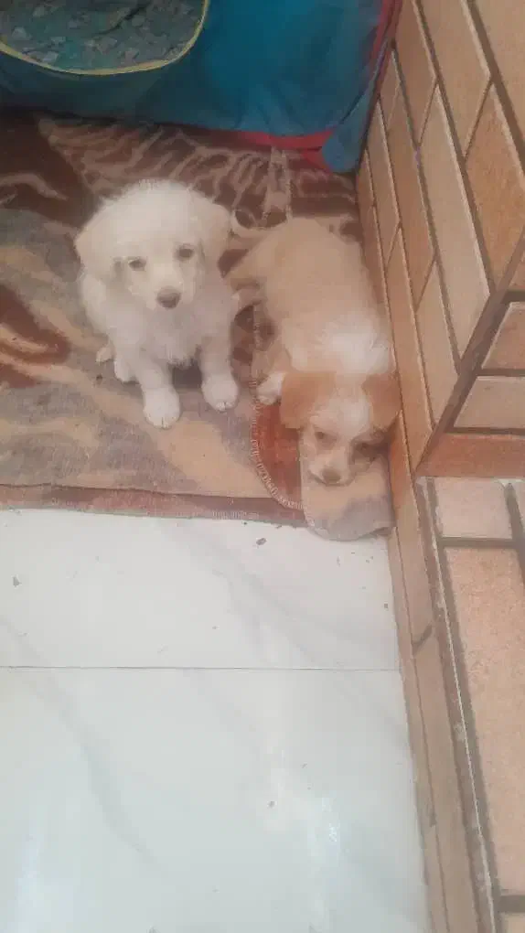 سگ پودل و ترییر|سگ|باغستان, |دیوار