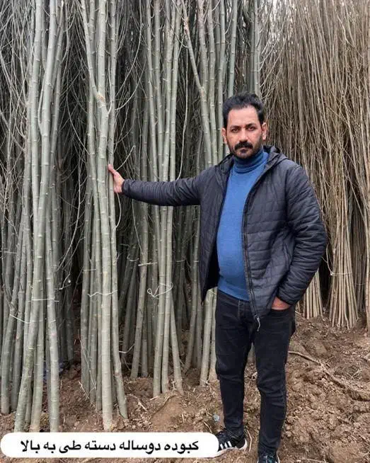 نهالستان عرضه مستقیم میوه و صنوبر نیگرا|خدمات باغبانی و درختکاری|تهران, دکتر هوشیار|دیوار